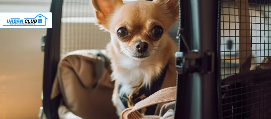 Safe and Caring Pet Moving Services - Urban Club Packers and Movers